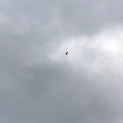 シーランチ 釣果