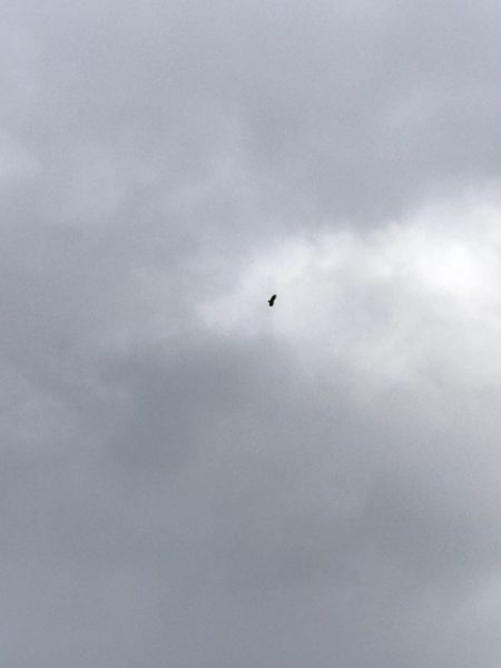 シーランチ 釣果