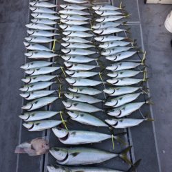 SeaRide(シーライド) 釣果