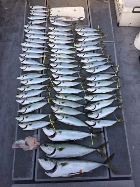 SeaRide(シーライド) 釣果