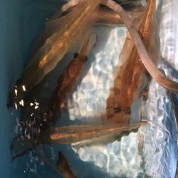 第二八坂丸 釣果