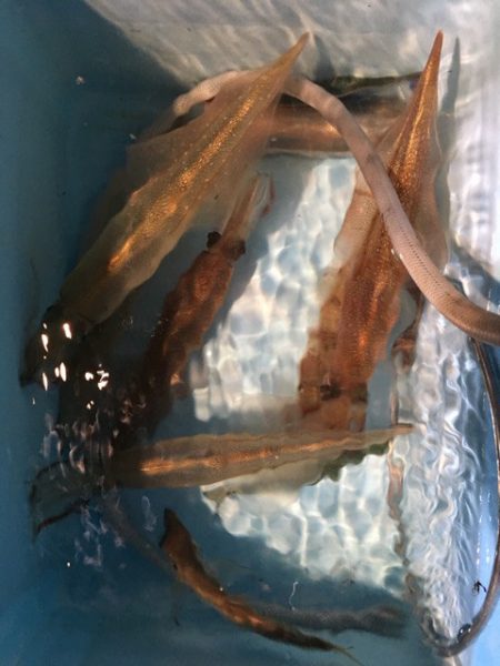 第二八坂丸 釣果