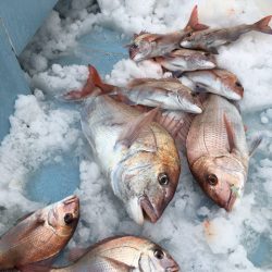 第二八坂丸 釣果