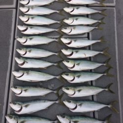 SeaRide(シーライド) 釣果