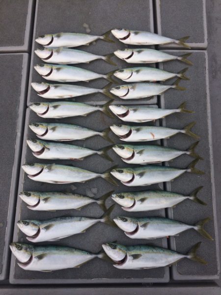 SeaRide(シーライド) 釣果