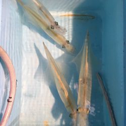 第二八坂丸 釣果