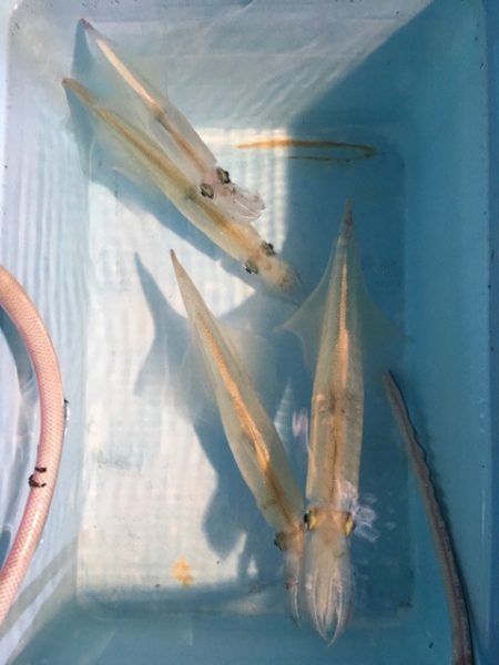 第二八坂丸 釣果