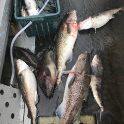 シーランチ 釣果