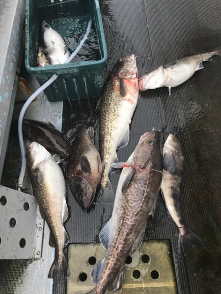 シーランチ 釣果