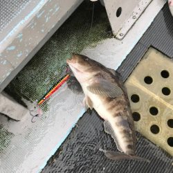 シーランチ 釣果