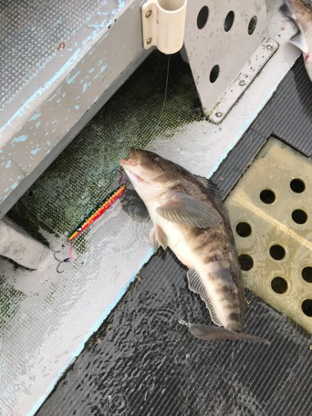 シーランチ 釣果