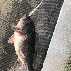 シーランチ 釣果