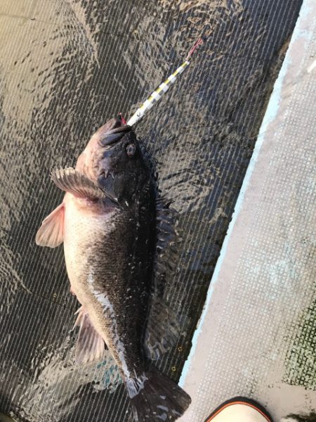 シーランチ 釣果