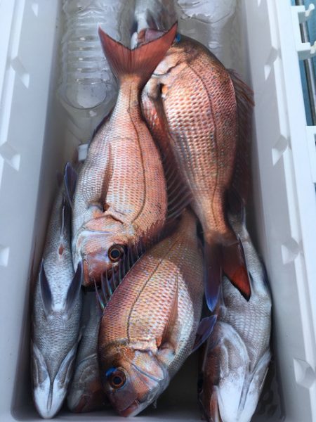 第二八坂丸 釣果