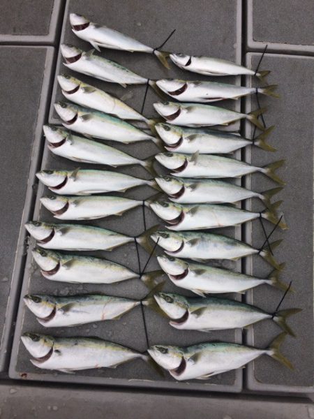 SeaRide(シーライド) 釣果