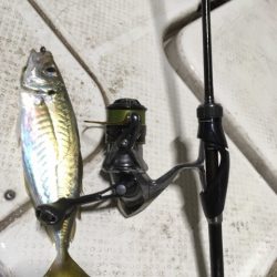 Monster Rush! 釣果