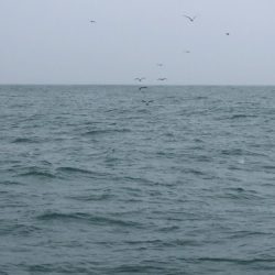 あみや渡船 JIGBOY 釣果