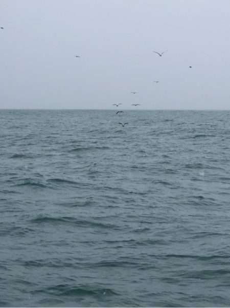 あみや渡船 JIGBOY 釣果