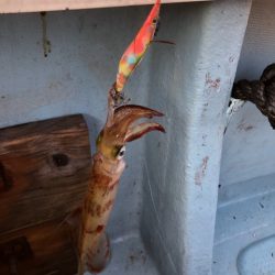 あみや渡船 JIGBOY 釣果