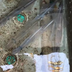 あみや渡船 JIGBOY 釣果