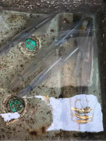 あみや渡船 JIGBOY 釣果