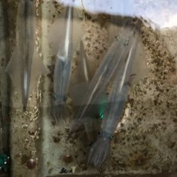 あみや渡船 JIGBOY 釣果