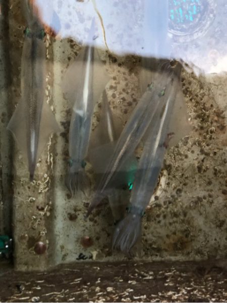 あみや渡船 JIGBOY 釣果