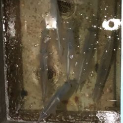 あみや渡船 JIGBOY 釣果