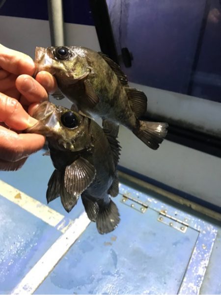 ヤザワ渡船 釣果