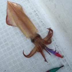 「LaGooN」蒼陽丸 日和号　 釣果