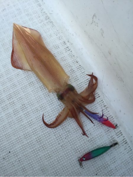 「LaGooN」蒼陽丸 日和号　 釣果