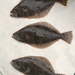 遊漁船メテオ 釣果