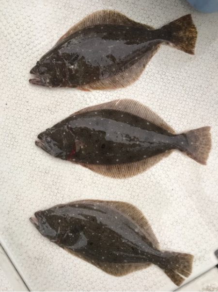 遊漁船メテオ 釣果