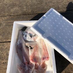 釣り堀水宝 釣果