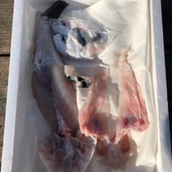 釣り堀水宝 釣果