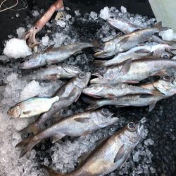 ＴＡＲＯＭＡＲＵ 釣果