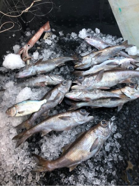 ＴＡＲＯＭＡＲＵ 釣果