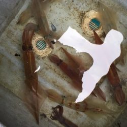 「LaGooN」蒼陽丸 日和号 釣果