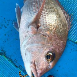 太平丸 釣果