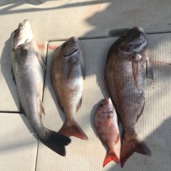 遊漁船メテオ 釣果