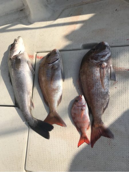 遊漁船メテオ 釣果