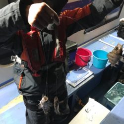 ヤザワ渡船 釣果