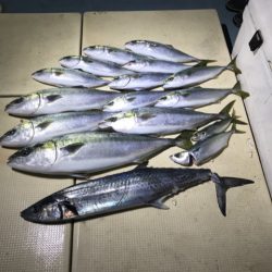 Monster Rush! 釣果