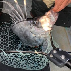 ＴＡＲＯＭＡＲＵ 釣果