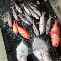 ＴＡＲＯＭＡＲＵ 釣果