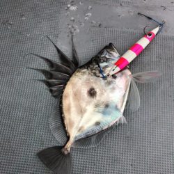 ＴＡＲＯＭＡＲＵ 釣果