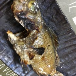 末広丸(熊本) 釣果