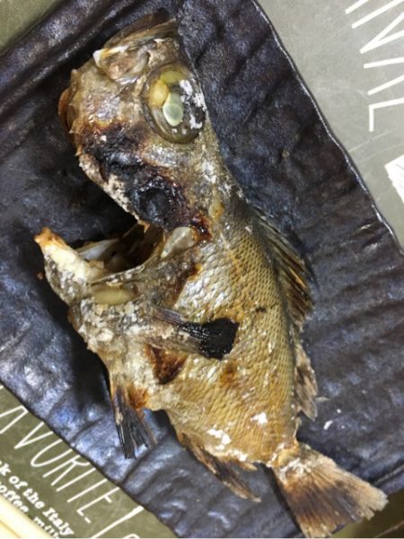 末広丸(熊本) 釣果