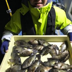 ヤザワ渡船 釣果