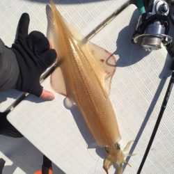 「LaGooN」蒼陽丸 日和号 釣果